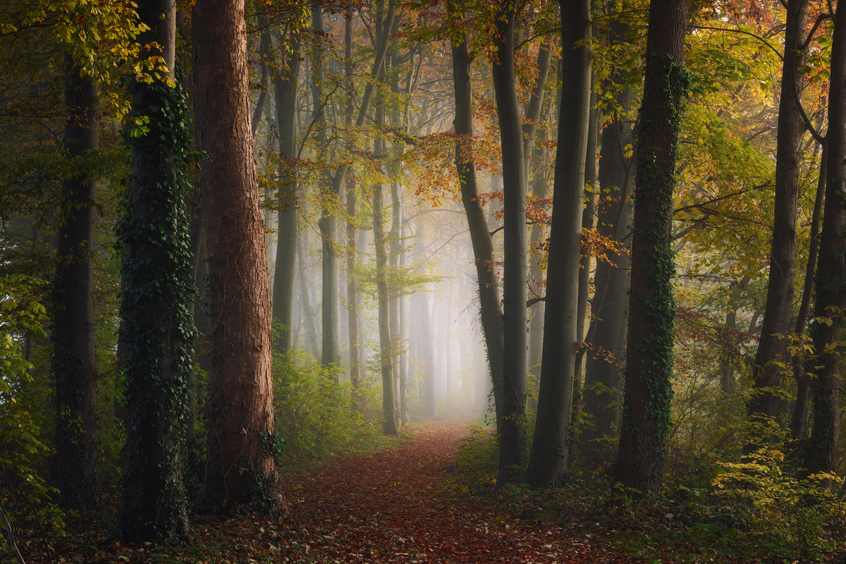 photo-wallpaper-autumn-colorful-forest-x