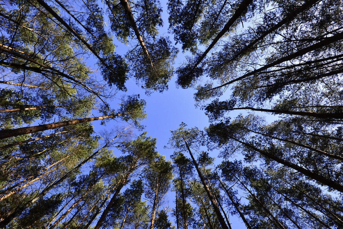 photo-wallpaper-under-high-treetops