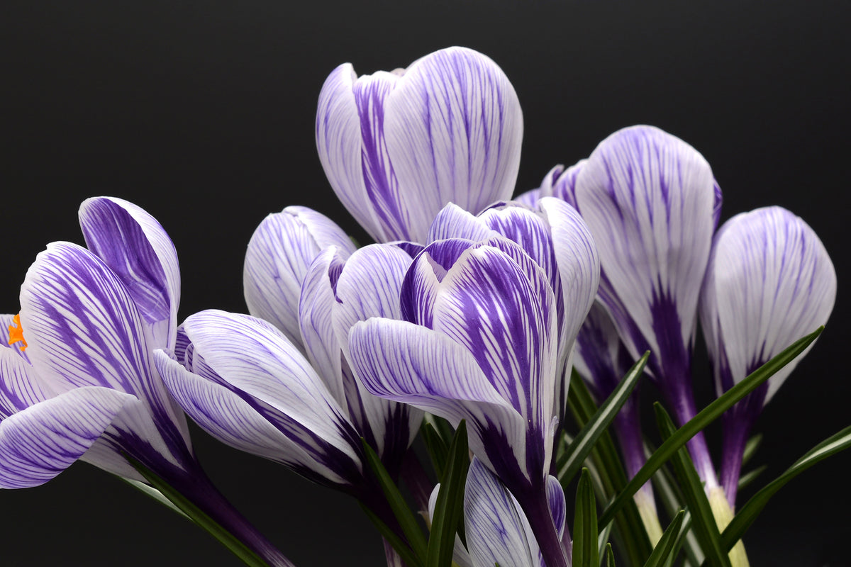 photo-wallpaper-the-crocus