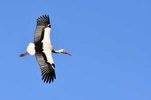 photo-wallpaper-the-stork-in-action