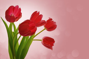 photo-wallpaper-red-tulips-bouquet