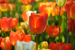 photo-wallpaper-close-up-tulip-field