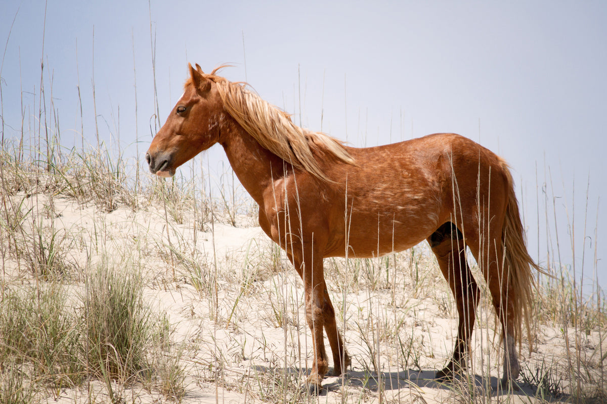 photo-wallpaper-wild-spanish-mustang