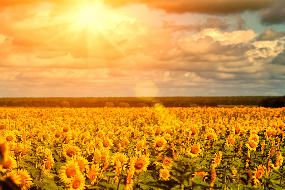 photo-wallpaper-golden-light-sunflower