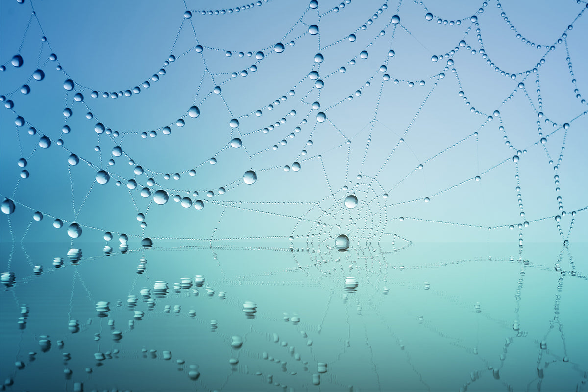 photo-wallpaper-cobweb-in-morning-dew