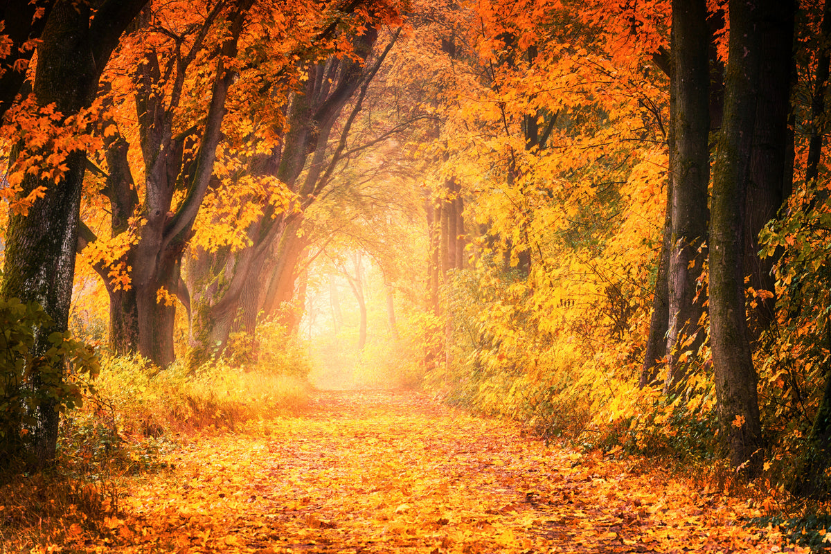 photo-wallpaper-colors-magnificent-forest