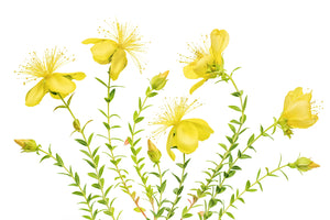 photo-wallpaper-hypericum-x