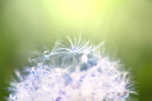 photo-wallpaper-dandelion-xl-in-morning-dew