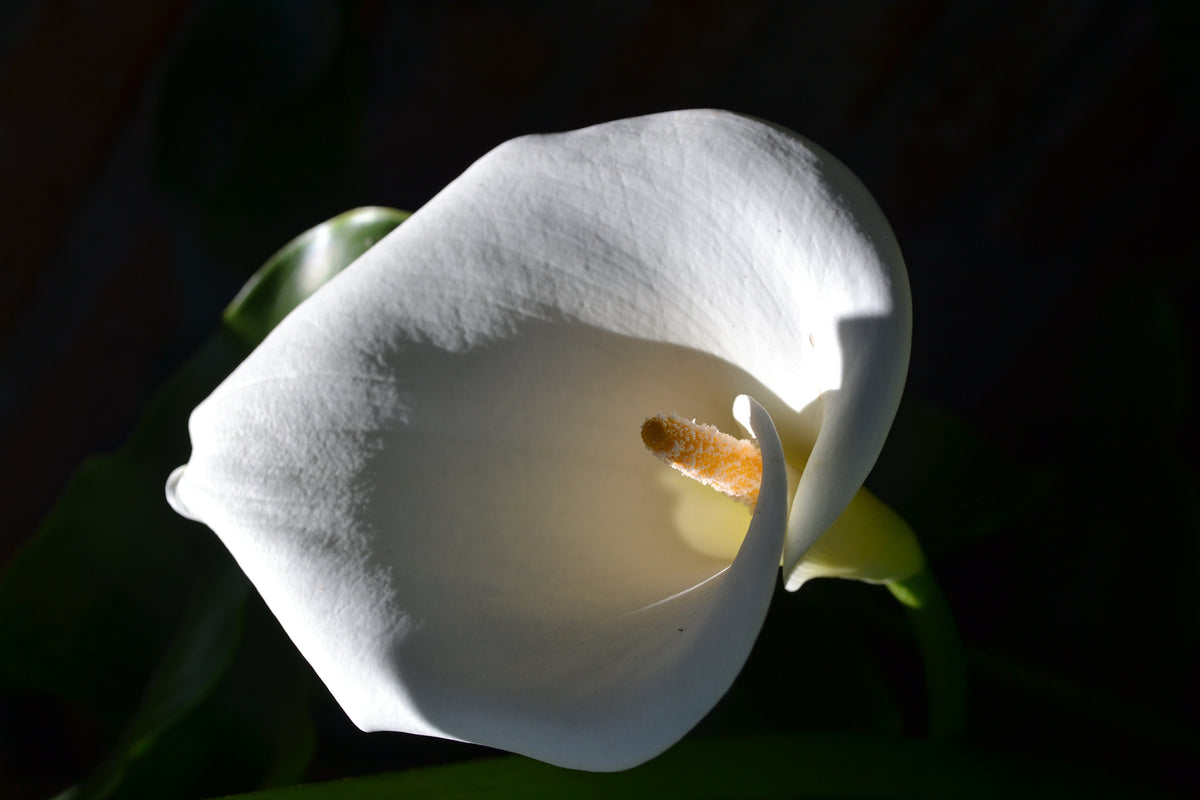 photo-wallpaper-wonderful-calla