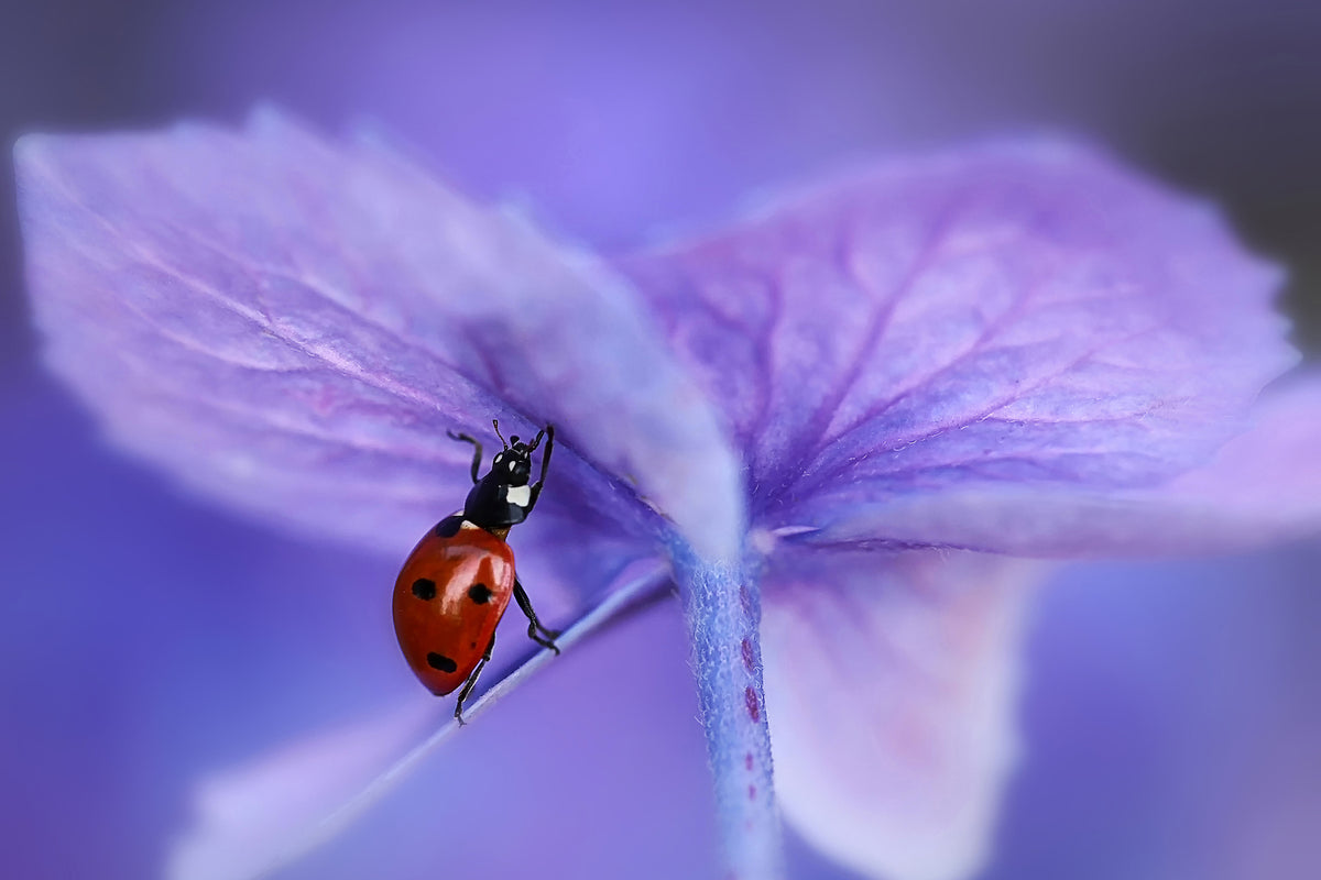 photo-wallpaper-ladybird-on-purple-hydrangea