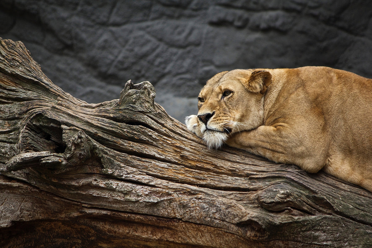 photo-wallpaper-dreaming-lioness