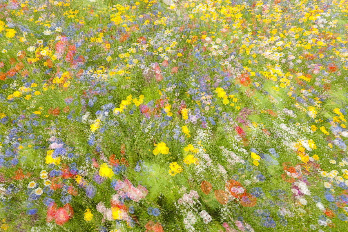 photo-wallpaper-summer-field-flowers-x