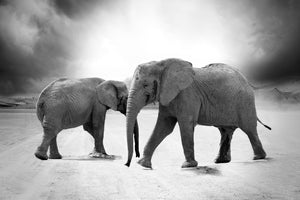 photo-wallpaper-2-elephants-sw