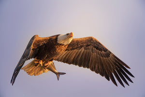 photo-wallpaper-eagle-x