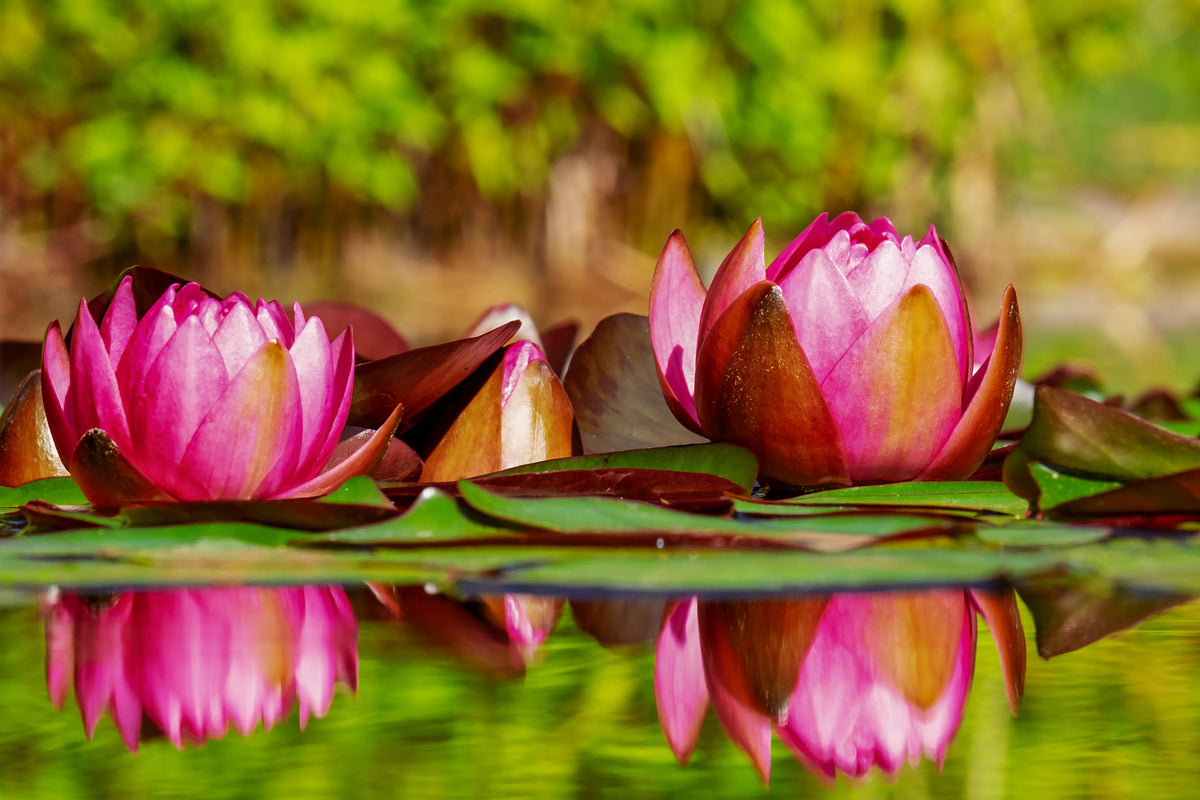 photo-wallpaper-red-water-lily-trio