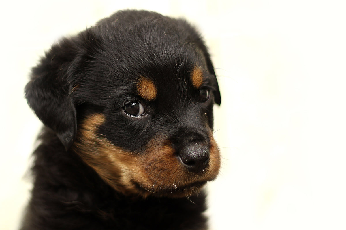 photo-wallpaper-rottweiler-puppy-to-fall-in-love