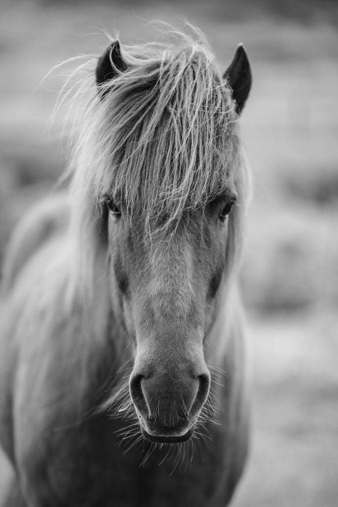 photo-wallpaper-horse-being-at-the-corridor