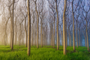 photo-wallpaper-morning-of-the-forest