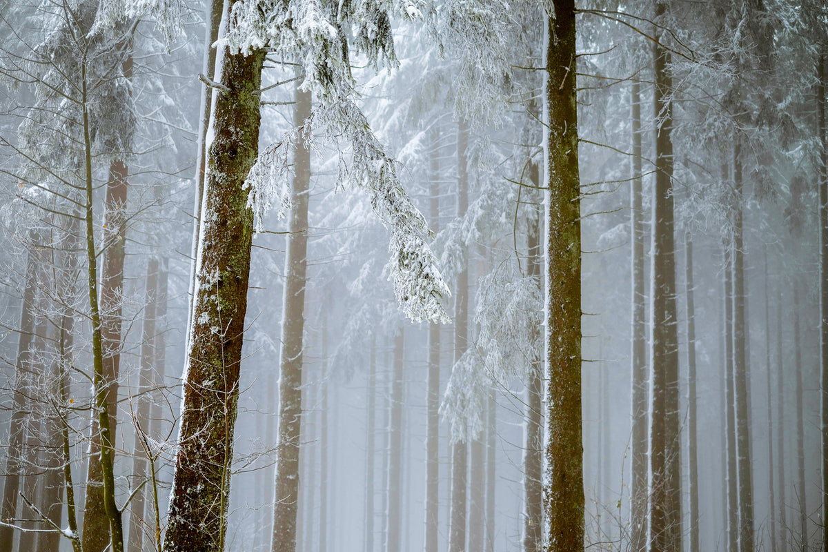 photo-wallpaper-forest-in-winter