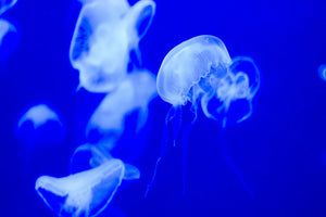 photo-wallpaper-floating-jellyfish