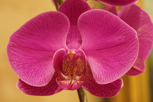 photo-wallpaper-close-up-orchid-in-pink