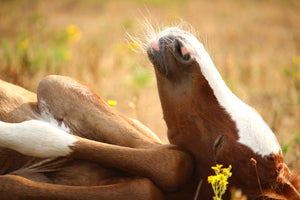 photo-wallpaper-the-sleeping-horse