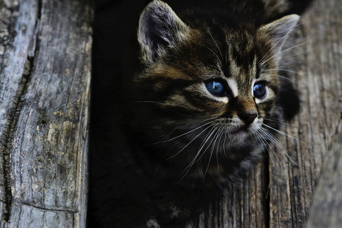 photo-wallpaper-cats-child