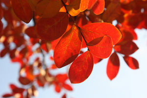 photo-wallpaper-red-leaves-xl