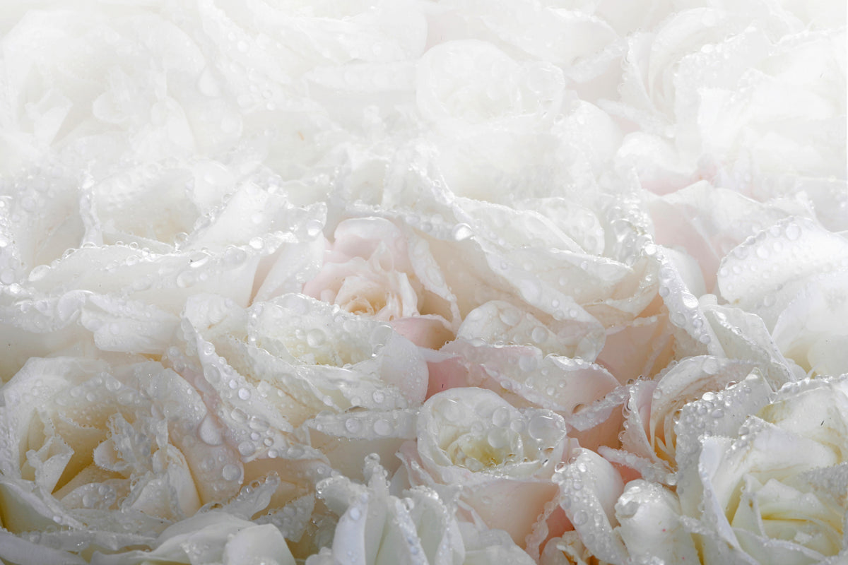 photo-wallpaper-white-roses-in-the-morning-dew