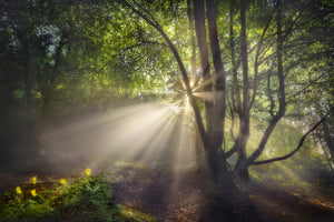 photo-wallpaper-the-morning-light-x