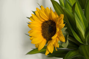 photo-wallpaper-beautiful-sunflower