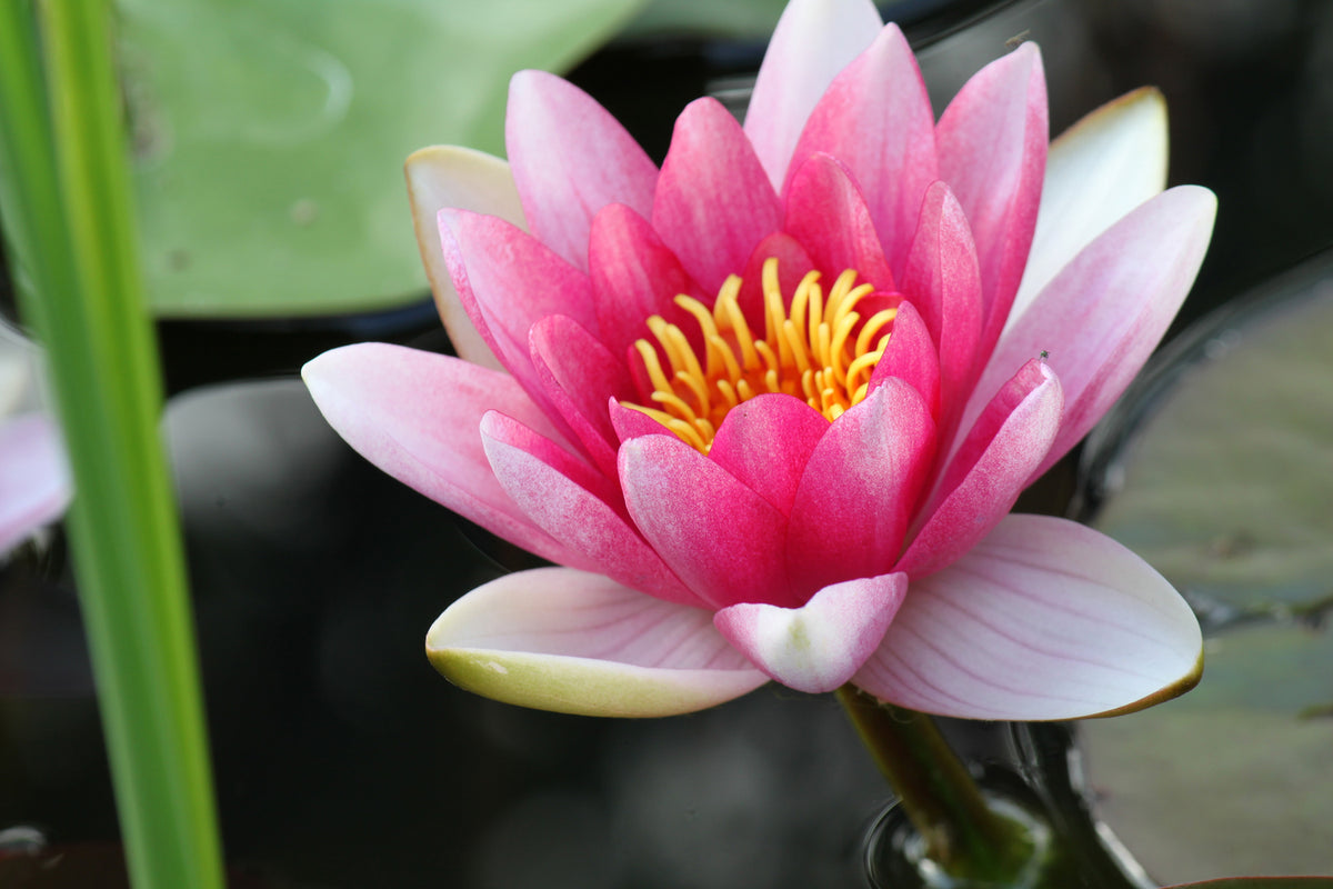 photo-wallpaper-the-water-lily-in-pink