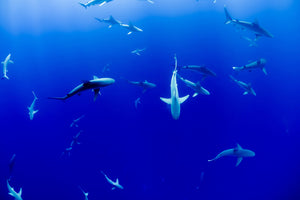 photo-wallpaper-in-the-shark-tank