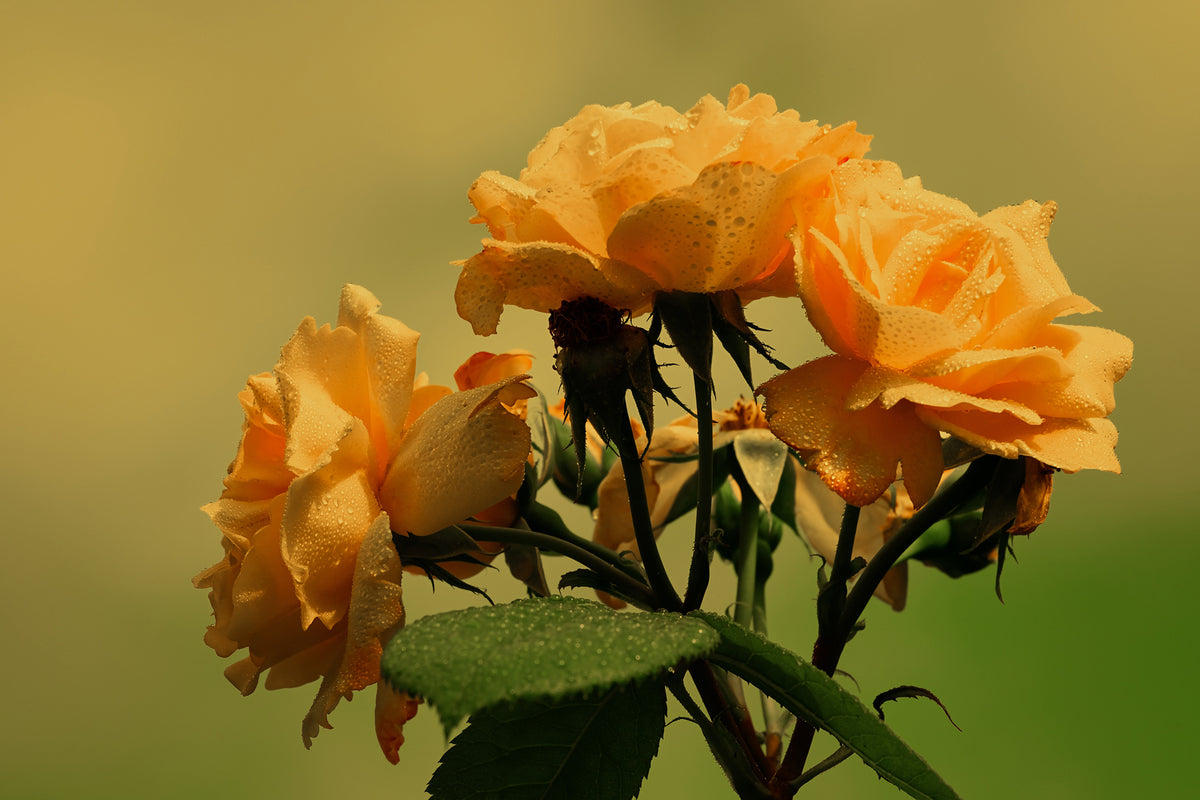 photo-wallpaper-the-roses-in-nature