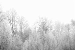 photo-wallpaper-birches-in-the-snow