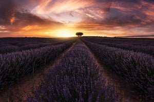 photo-wallpaper-lavender-sunset