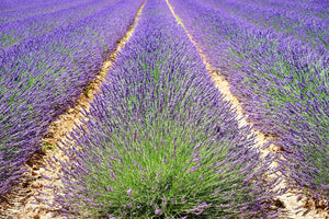 photo-wallpaper-the-lavender-field