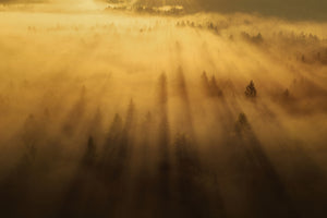 photo-wallpaper-morning-in-the-forest-xil