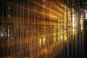 photo-wallpaper-trees-in-sunbeams