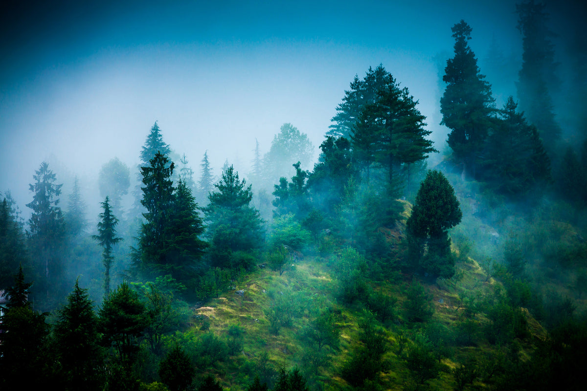 photo-wallpaper-mysterious-forest-ii