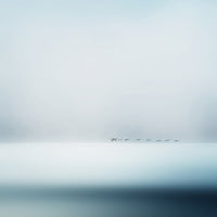 photo-wallpaper-wild-geese