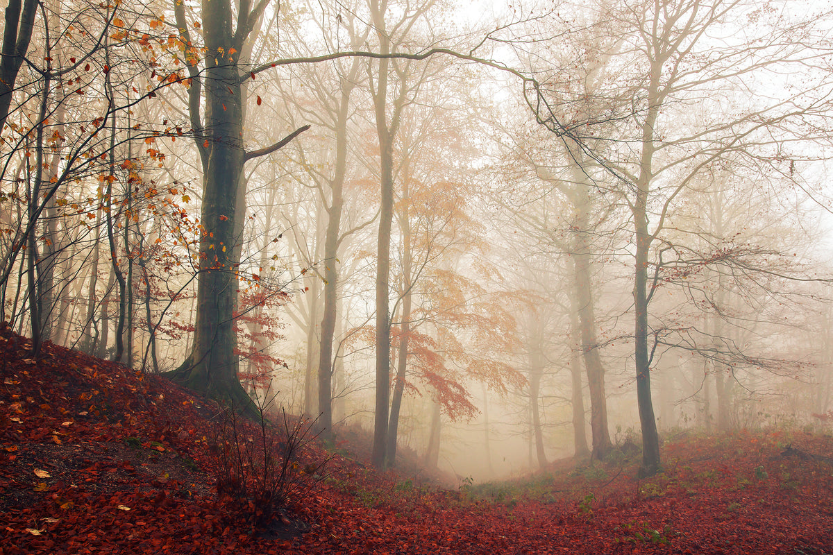 photo-wallpaper-waiting-for-the-deer