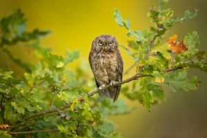 photo-wallpaper-eurasian-scops-owl-x