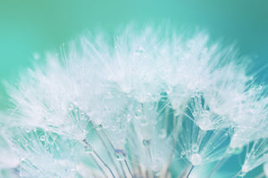 photo-wallpaper-close-up-dandelion-in-morning-dew