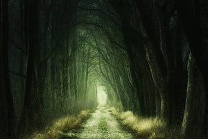 photo-wallpaper-mysterious-forest-iii