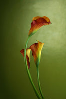 photo-wallpaper-3-callas