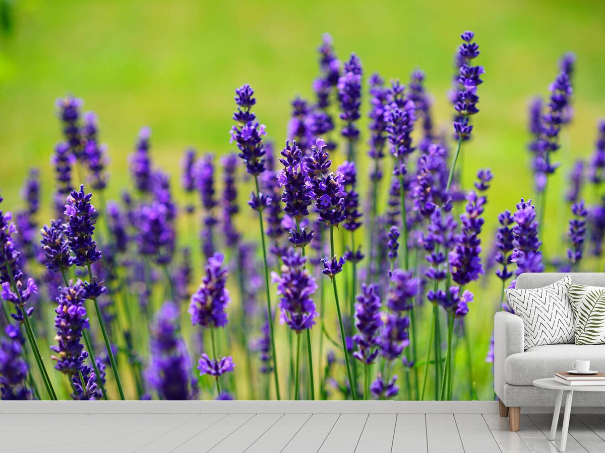 photo-wallpaper-beautiful-lavender