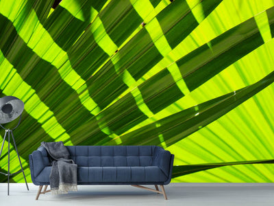 photo-wallpaper-the-palm-leaf-in-xl