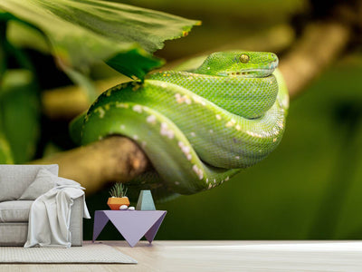 photo-wallpaper-green-snake