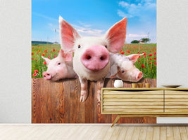 photo-wallpaper-pig-in-luck